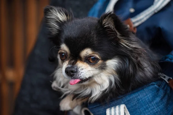 Chihuahua perro llevado en bolsa de mascotas — Foto de Stock