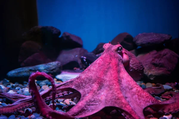 Red giant octopus sleeping in aquarium — Stock Photo, Image