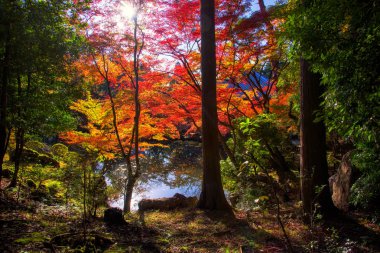 Kyoto Daigoji sonbahar bahçesi