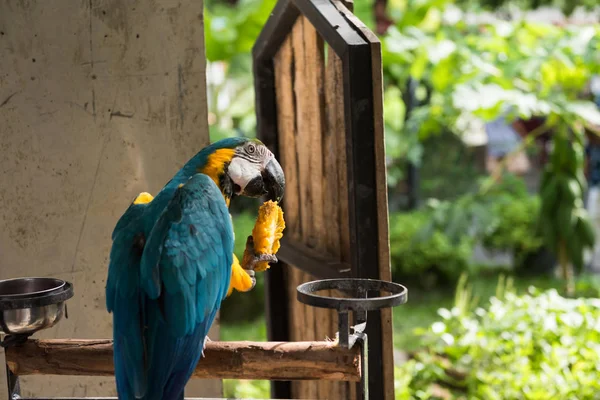 Il pappagallo di maccaw mangia il mango — Foto Stock