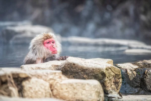 Affen-Bad im Jigokudani-Park — Stockfoto