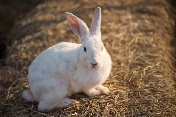 Retrato de coelho branco na grama seca — Fotografia de Stock