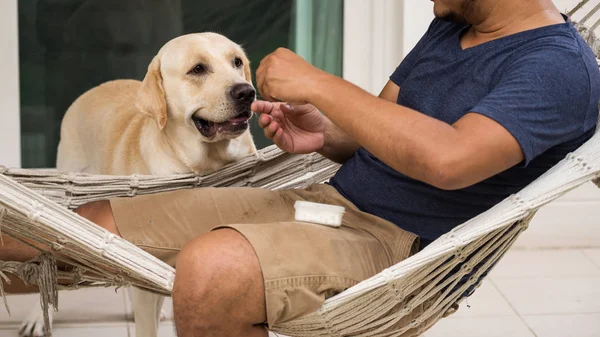 Adorável cão Labrador esperar por comida — Fotografia de Stock