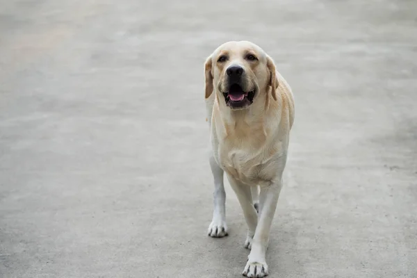 Porträtt Bedårande Labrador Retriever Hund Clear Street Med Kopiera Utrymme — Stockfoto