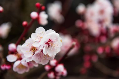 pembe sakura tam çiçek veya kiraz çiçeği