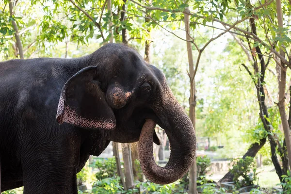 Слон стоит и ест в лесу — стоковое фото