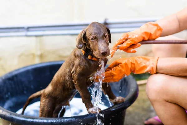 Labrador Retriever puppy baden met zeep — Stockfoto
