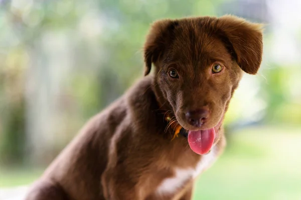 Brown larador Retriever valp hund — Stockfoto