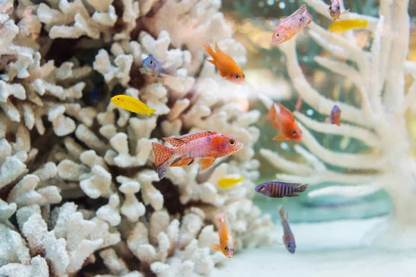 Fish at r white coral reef — Stock Photo, Image