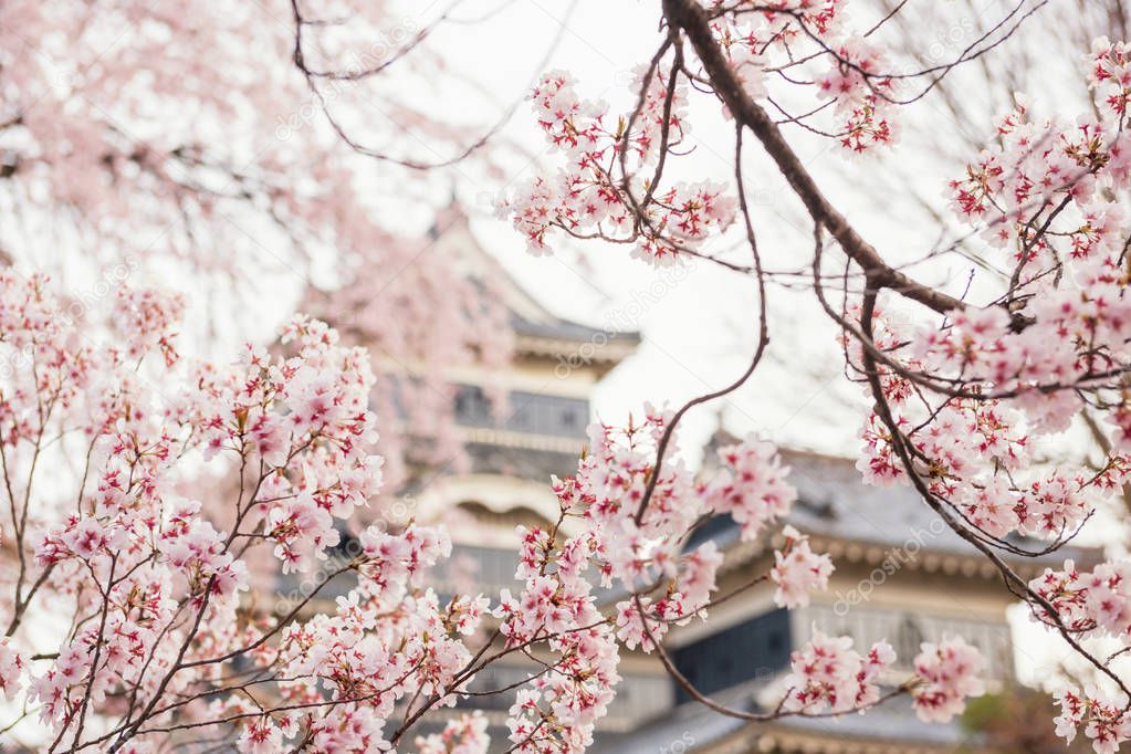 Cherrry Blossom or sakura at Matsumoto castle