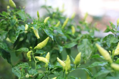 Yeşil kırmızı biber ağacı yağmur çiği ile çiçek açıyor. Tarım endüstrisi, orta biberde hafif odaklanma.