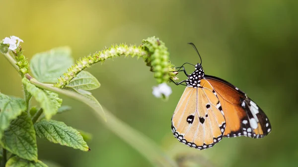 Macro Shot Farfalla Monarca Arancione Mangiare Fiore Carpel Primavera Con — Foto Stock