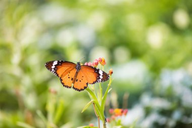 Portakal renkli kral kelebeği bahar aylarında çiçek carpel 'i yerken gündoğumu arka planında buğulanmış bokeh çiçeği yeşiliyle birlikte. Metin için kopyalama alanı olan bahçede vahşi yaşam hayvanı.