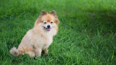 Köpek yavrusu Pomeranian köpeğinin tatlı gülümsemesi çimen tarlasında oynuyor. Güzel turuncu evcil hayvan portresi.
