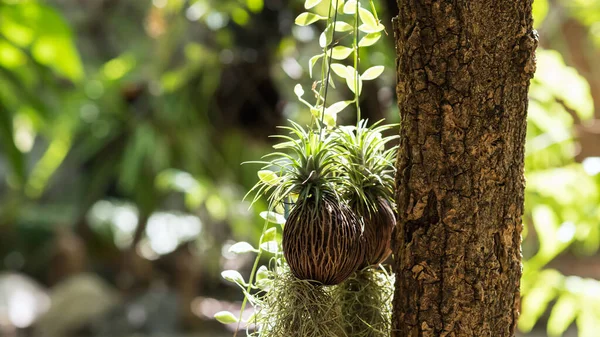 스페인 이끼가 매달려 식물인 틸란시아 노데스는 나뭇잎의 차있는 나무에 장식을 — 스톡 사진