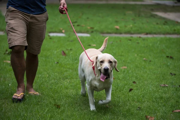 Man Walking His Labrador Retriever Dog Red Leash Green Grass — Stock Photo, Image