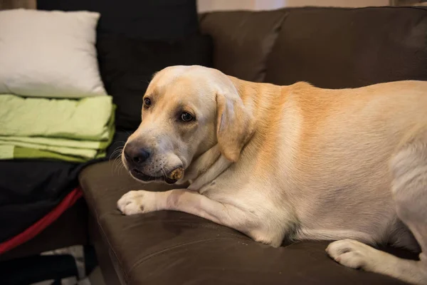 Bedårande Stor Vit Labrador Hund Ligger Bäddsoffa Eller Soffa Och — Stockfoto