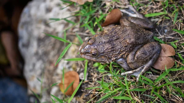 草や石の上からのカエルやヒキガエルの詳細を閉じるフィールドの浅い深さで撮影 — ストック写真