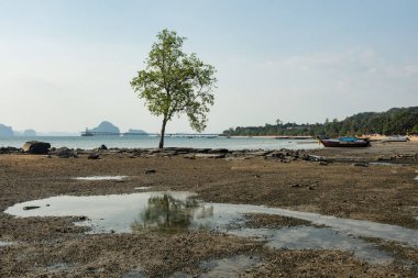 Klong Muang Sahili, Krabi, Tayland, Krabi, Tayland 'daki Koh Kwang Adası' nda yansıması olan ünlü ağaç. Tayland 'ın güneyinde deniz manzaralı bir yer..