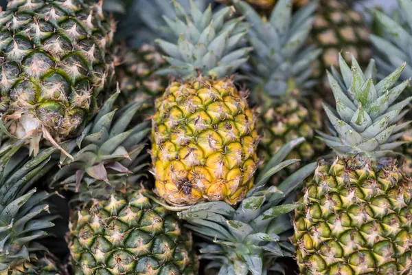 Pek çok olgun ve genç ananas arka planda en iyi görüntü olarak çekilir. Meyve suyu yapmak için tropikal meyve. Sağlıklı beslenme tarzı.