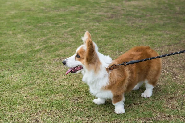 ロープで芝生の上を歩くかわいい品種の雑草のコルギ刺繍犬 公園の所有者と幸せな愛らしい若いペットウォーク — ストック写真