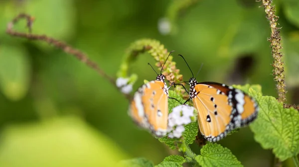 Coppia Farfalla Monarca Arancione Fiore Carpel Primavera Con Bokeh Sfocato — Foto Stock