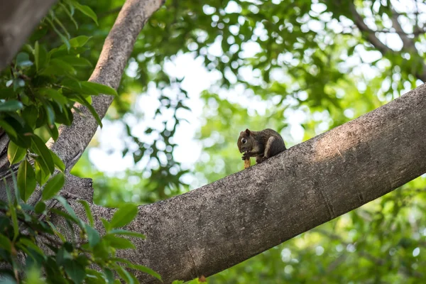 緑の葉とボケの葉の日の出の背景と木の枝にピーナッツを食べ 噛む茶色のリス 春の森の野生動物 — ストック写真