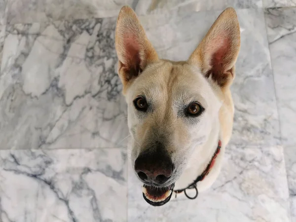Närbild Antenn Visa Husdjur Porträtt Ung Söt Hund Tittar Upp — Stockfoto