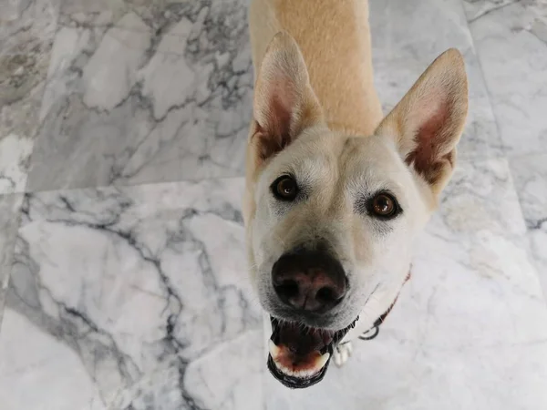 カメラを見上げ 食べ物や軽食を請う若いかわいい犬のトップビューペットの肖像画を閉じます 大理石の床には愛らしい犬が立っており その所有者を見つめています 吠えてる — ストック写真