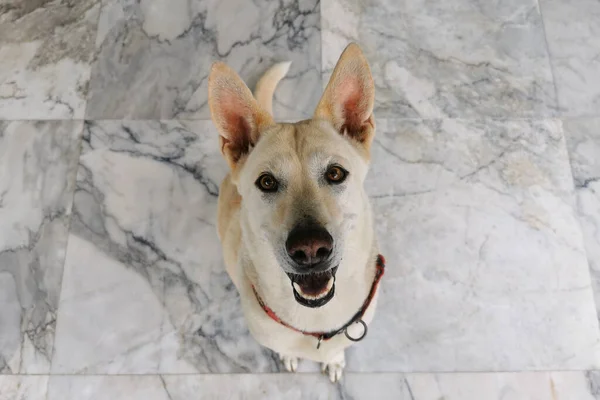 カメラを見上げ 食べ物や軽食を請う若いかわいい犬のトップビューペットの肖像画 快適な犬は大理石の床に座って その所有者を見つめます — ストック写真