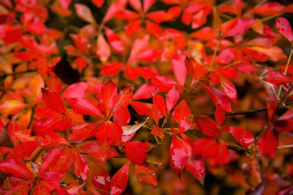 Closeup Red Autumn Leaf Wet Rain Water Dew Top View — Stock Photo, Image