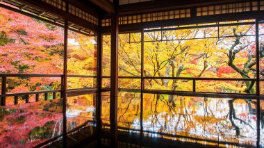 Japonya 'nın Kyoto kentindeki Rurikoin Tapınağı' nın ahşap masasında simetri yansıması ile güzel sonbahar yeşillikleri görülüyor. Sonbahar sezonu için Kansai 'yi gezmek için seyahat yeri..