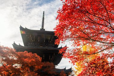 Sonbaharda Japonya, Kyoto 'da kırmızı akçaağaç ve sarı ginkgo yapraklı Shinnyodo Tapınağı geçidi. Aralık ayının en yoğun döneminde Kansai 'yi gezmek için ünlü bir tatil beldesi..