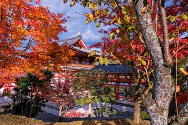 Phoenix Hall of Byodo-In ya da Byodoin Temple Unesco Dünya Mirası sonbahar yeşillik renkleriyle, Uji, Kyoto, Japonya. Aralık ayında Kansai 'de turistlerin ünlü tatil beldesi.