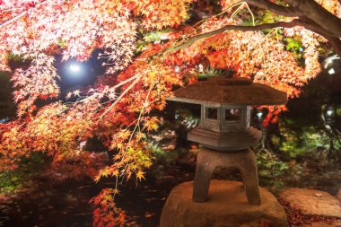 Japonya, Kyoto 'daki Toij tapınağının bahçesinde renkli akçaağaç yaprağı ışığı ve gölet taşı feneri yanıyor. Sonbahar aydınlanması için Kansai 'yi gezmek için ünlü bir tatil beldesi..