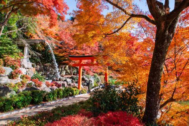 Torii kapısı ve şelale şelalesi Katsuo-ji Tapınağı, Minoh, Osaka, Japonya 'da renkli sonbahar yaprak bahçesi ile. Sonbaharda Kansai 'yi görmek için seyahat yeri. Zafer tapınağı.