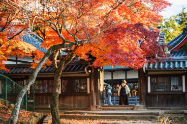 Tamukeyama Hachimangu Tapınağı 'nın sonbaharda Nara, Japonya' daki girişinde bulanık turist kadınla kırmızı akçaağaç ağacı. Aralık 'ta geyiklerin düşüşünü görmek için Kansai' ye gidecekler..