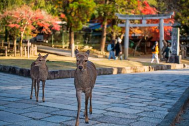 Tamukeyama Hachimangu türbesinin sonbahar yaprağı renkleriyle dolu Torii kapısının önünde geyikler var, Nara, Japonya. Aralık ayında geyik görmek için Kansai 'yi gezmek için ünlü bir tatil beldesi..