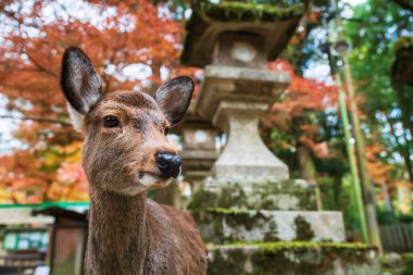 Japonya, Nara 'daki Kasuga Taisha Tapınağı' nda sonbahar akçaağaç yaprağı renginde fener fener sika geyiği. Aralık ayında geyik görmek için Kansai 'yi gezmek için ünlü bir tatil beldesi..