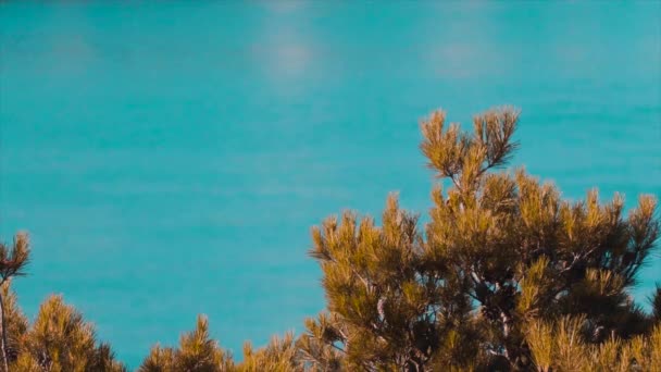 茶色の木の後ろに海 — ストック動画