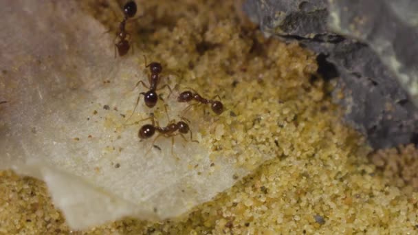 Μυρμήγκια Τρώνε Ζάχαρη Νερό Κοντά Επάνω — Αρχείο Βίντεο