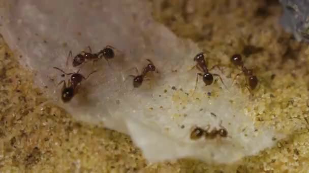 Ants Eating Sugar Water Close — Stock Video
