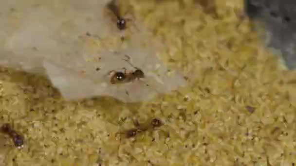 Fourmis Mangeant Eau Sucrée Close — Video