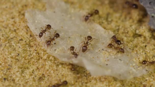 Myrorna Äter Socker Vatten Nära Upp — Stockvideo