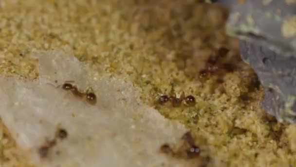 Ants Eating Sugar Water Close — Stock Video