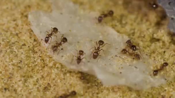 Ameisen Fressen Zuckerwasser Aus Nächster Nähe — Stockvideo