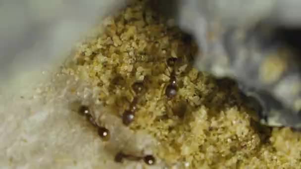 蟻の砂糖を食べて水を閉じる ストック動画