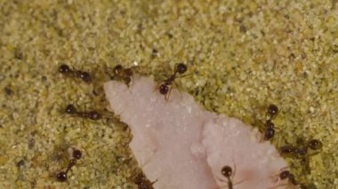 Yemek yeme Formicarium içinde karıncalar.
