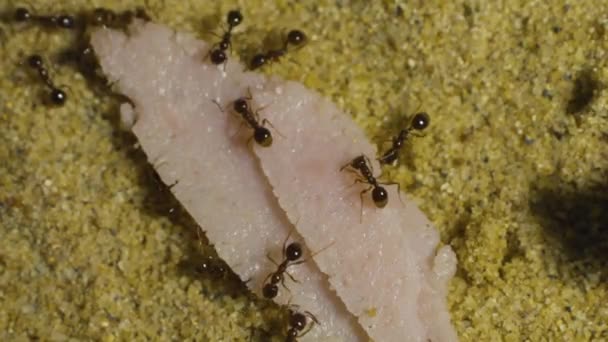 Ants Formicarium Eating Food — Stock Video