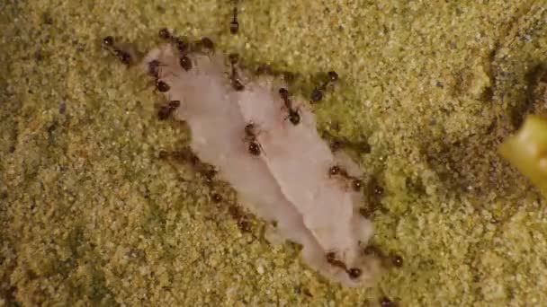 Hormigas Formicarium Comiendo Alimentos — Vídeos de Stock